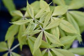 Attēlu rezultāti vaicājumam “Aesculus x neglecta flower”