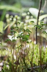 Attēlu rezultāti vaicājumam “Helodium blandowii”