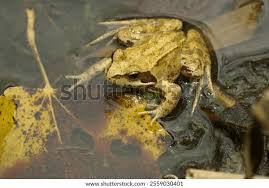 Attēlu rezultāti vaicājumam “Rana temporaria adult”