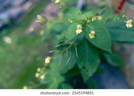 Attēlu rezultāti vaicājumam “Impatiens parviflora flower”