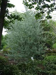 Attēlu rezultāti vaicājumam “Salix alba var. sericea”