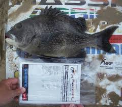 Image result for Cymatoceps nasutus