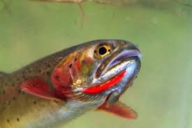 Image result for Oncorhynchus