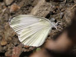 Attēlu rezultāti vaicājumam “Leptidea sinapis”