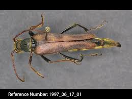 Attēlu rezultāti vaicājumam “Cerambycidae”