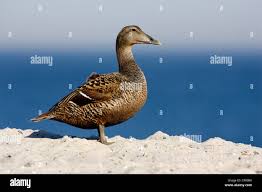 Attēlu rezultāti vaicājumam “Somateria mollissima”