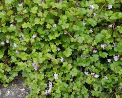 Attēlu rezultāti vaicājumam “Cymbalaria muralis flower”