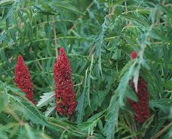 Attēlu rezultāti vaicājumam “Rhus typhina flower”