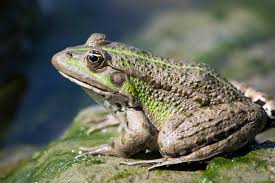 Attēlu rezultāti vaicājumam “Pelophylax”