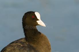 Attēlu rezultāti vaicājumam “Fulica atra adult”