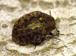 Attēlu rezultāti vaicājumam “Byrrhidae”