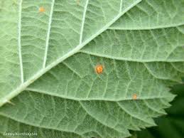 Attēlu rezultāti vaicājumam “Phragmidium sp.”
