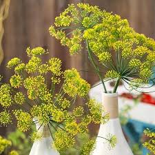 Attēlu rezultāti vaicājumam “Anethum graveolens flower”