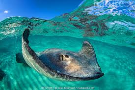 Image result for Hypanus americanus