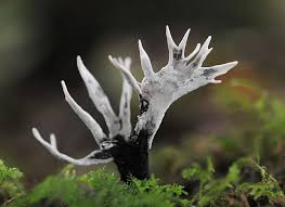 Attēlu rezultāti vaicājumam “Xylaria”