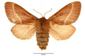 Attēlu rezultāti vaicājumam “Lasiocampa trifolii”