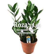 Image result for zamiokulkas