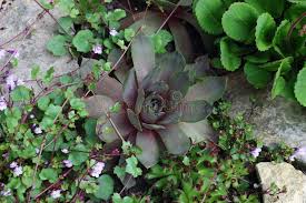 Attēlu rezultāti vaicājumam “Saxifraga cymbalaria flower”