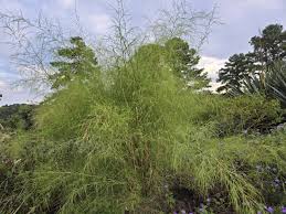 Attēlu rezultāti vaicājumam “Diachea muscorum young”