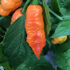Afbeeldingsresultaat voor naga jolokia hot pepper