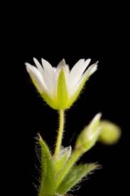 Attēlu rezultāti vaicājumam “Stellaria longifolia flower”
