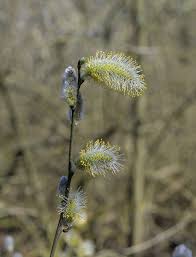 Attēlu rezultāti vaicājumam “Salix cinerea male flower”