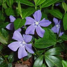 Attēlu rezultāti vaicājumam “Vinca minor flower”
