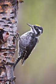 Attēlu rezultāti vaicājumam “Picoides tridactylus adult”