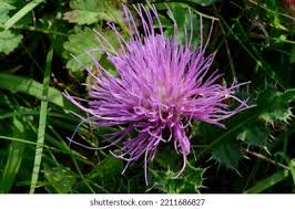 Attēlu rezultāti vaicājumam “Cirsium acaule”