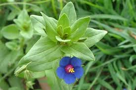 Attēlu rezultāti vaicājumam “Anagallis arvensis leaf”