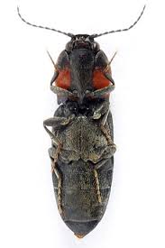 Attēlu rezultāti vaicājumam “Cardiophorus ruficollis”