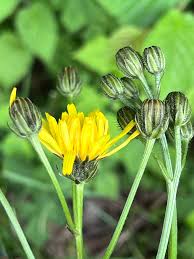 Attēlu rezultāti vaicājumam “Crepis biennis leaf”