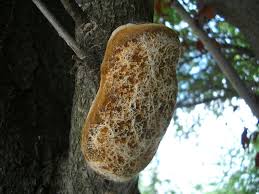Attēlu rezultāti vaicājumam “Phellinus pomaceus”