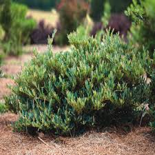 Attēlu rezultāti vaicājumam “Diderma cingulatum”