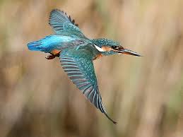 Attēlu rezultāti vaicājumam “Alcedo atthis”