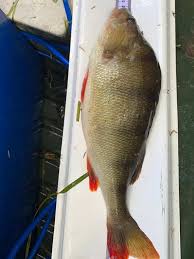 Image result for CALPAC Angling Club