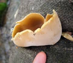 Attēlu rezultāti vaicājumam “Peziza vesiculosa”