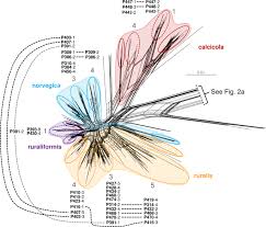 Attēlu rezultāti vaicājumam “Syntrichia ruralis var. ruralis sporophyte”