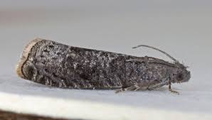 Attēlu rezultāti vaicājumam “Grapholita funebrana”