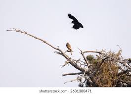Attēlu rezultāti vaicājumam “Accipiter gentilis nest”