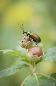 Attēlu rezultāti vaicājumam “Cetonia aurata imago”