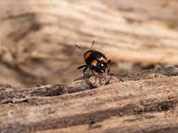 Attēlu rezultāti vaicājumam “Scaphidium quadrimaculatum”