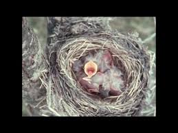 Attēlu rezultāti vaicājumam “Erithacus rubecula eggs”