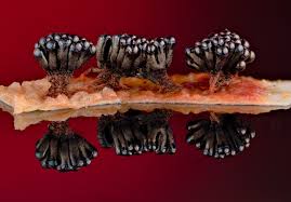 Attēlu rezultāti vaicājumam “Metatrichia vesparia spores”