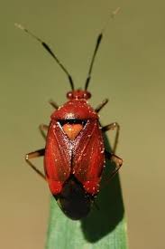 Attēlu rezultāti vaicājumam “Deraeocoris ruber imago”