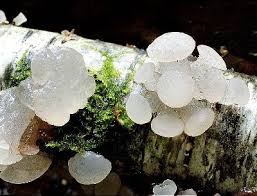 Attēlu rezultāti vaicājumam “Neobulgaria pura”