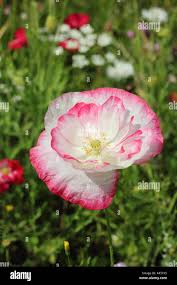 Image result for Papaver rhoeas 'Shirley'