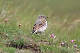 Attēlu rezultāti vaicājumam “Oenanthe oenanthe juvenile”