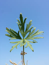 Attēlu rezultāti vaicājumam “Ranunculus polyanthemos”