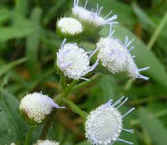 Image result for Ageratum conyzoides